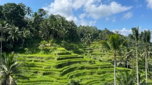 Living in Ubud for UK Movers: Yoga, Culture, Housing & Daily Life